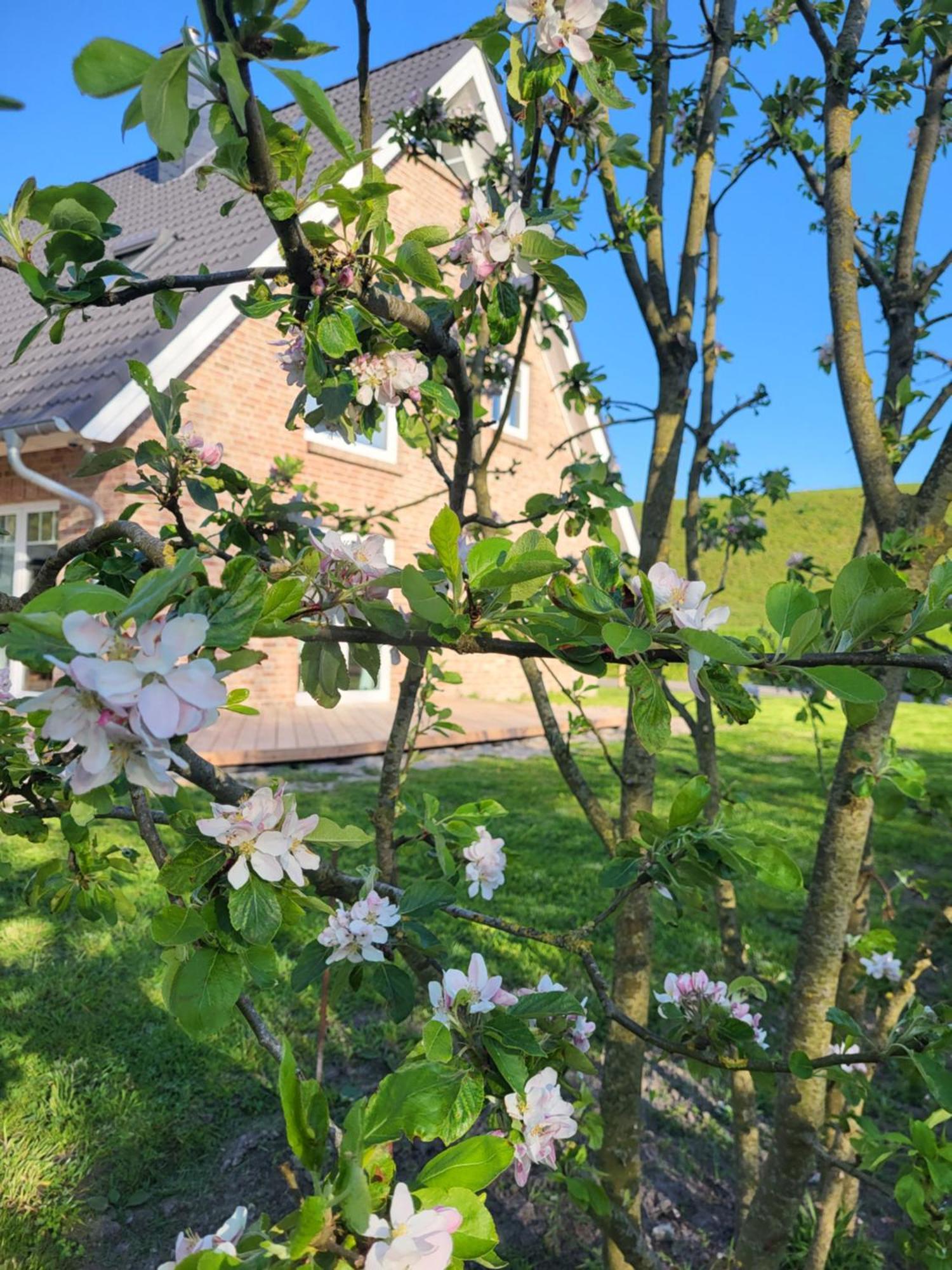 Friesenperle Apartman Tönning Kültér fotó